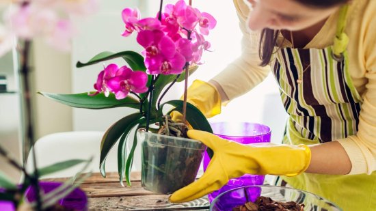 Crea tu propio jardín de orquídeas inspirado en los experimentos de Darwin