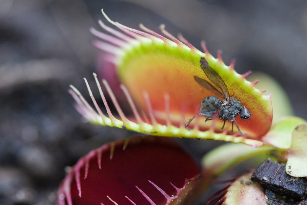 Cómo cultivar una planta carnívora en casa y entender su fascinante biología