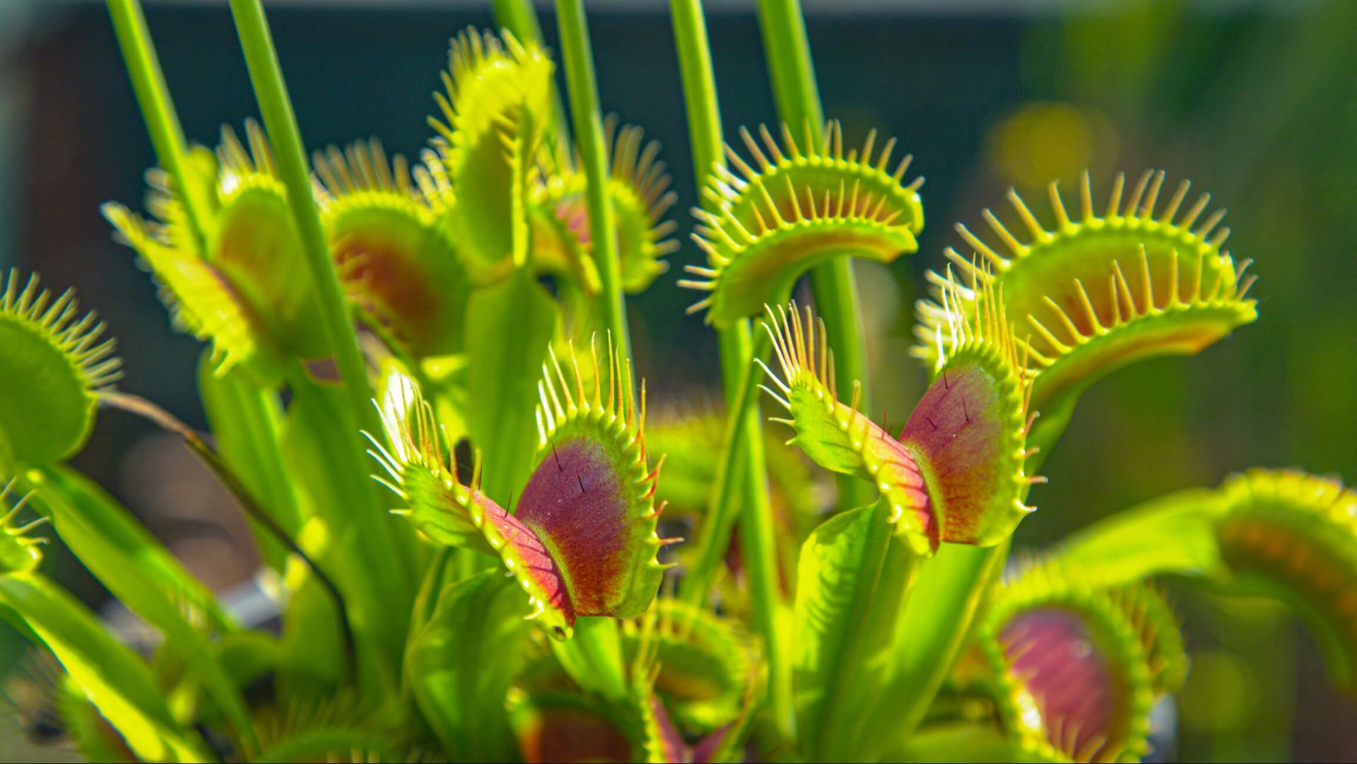 Cómo cultivar una planta carnívora en casa y entender su fascinante biología