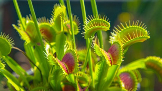 Cómo cultivar una planta carnívora en casa y entender su fascinante biología