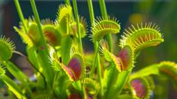 Cómo cultivar una planta carnívora en casa y entender su fascinante biología