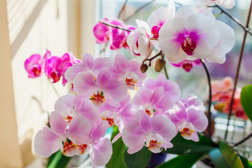 Crea tu propio jardín de orquídeas inspirado en los experimentos de Darwin