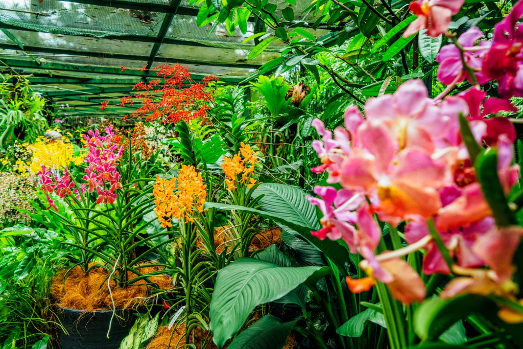 Crea tu propio jardín de orquídeas inspirado en los experimentos de Darwin