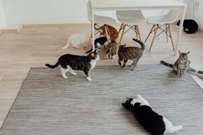 Qué significa soñar con gatos