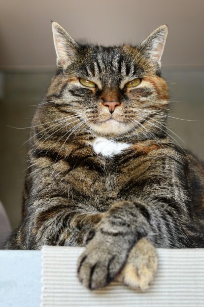 Qué significa soñar con gatos