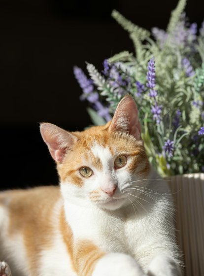 Qué significa soñar con gatos
