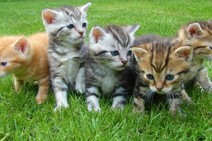 Qué significa soñar con gatos