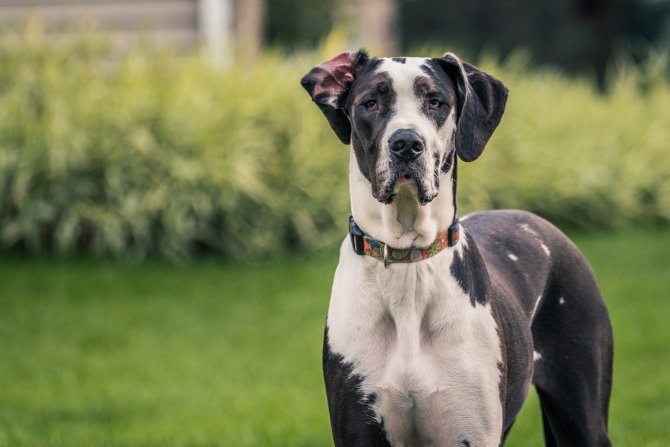 Las mejores razas de perros grandes