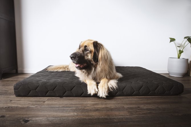 Las mejores razas de perros grandes