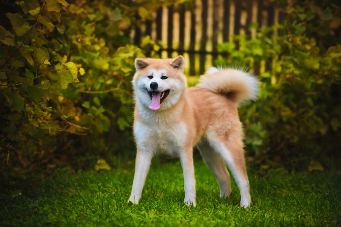 Las mejores razas de perros grandes