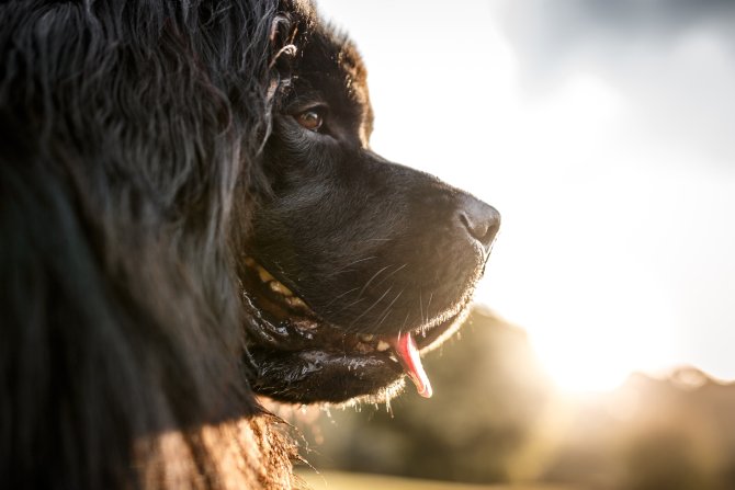 Las mejores razas de perros grandes