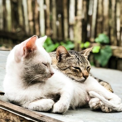 Qué significa soñar con gatos