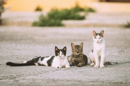 Qué significa soñar con gatos