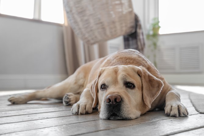 Las mejores razas de perros grandes: características, cuidados y consejos para disfrutar de su compañía en casa