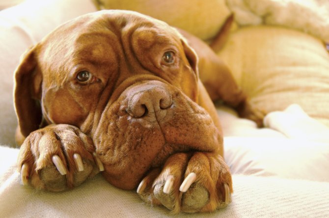 Las mejores razas de perros grandes