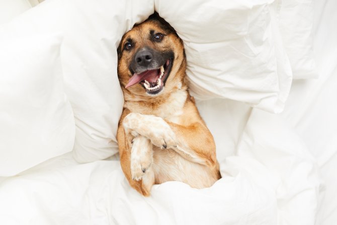 Las mejores razas de perros grandes
