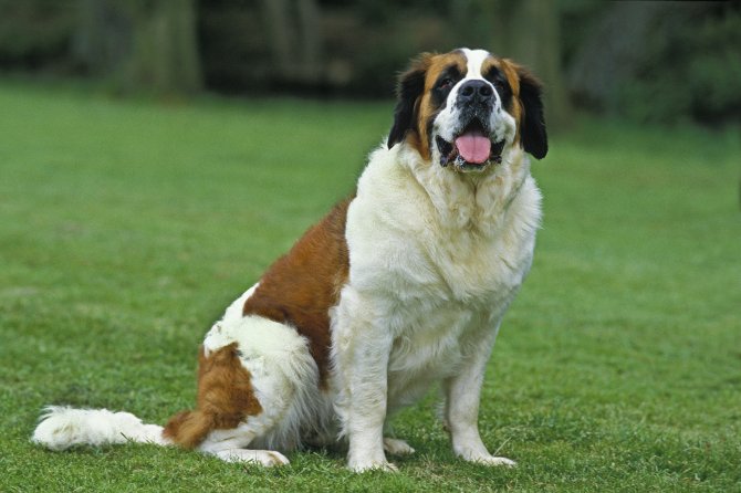 Las mejores razas de perros grandes