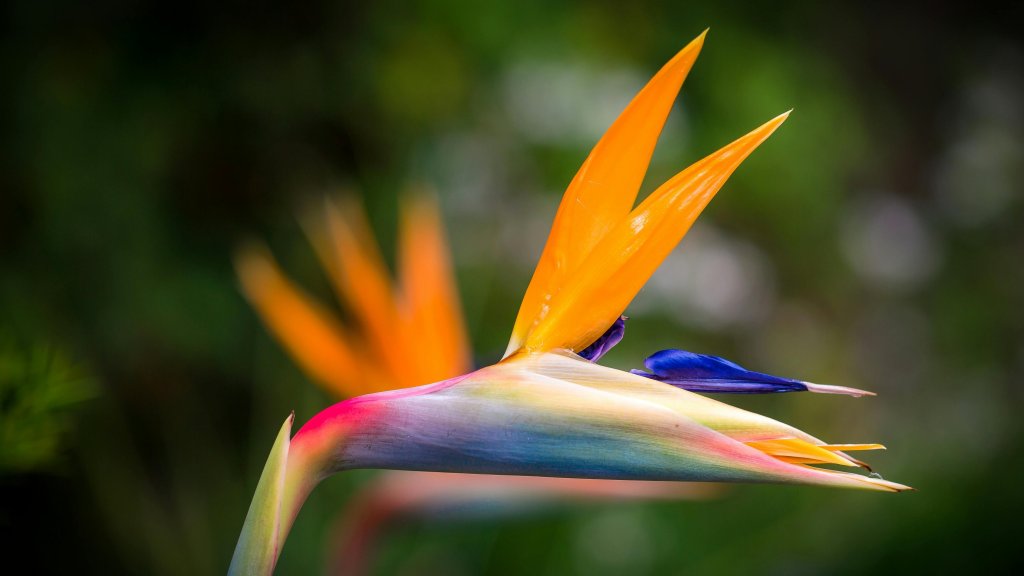 Ave del paraíso: cuidados, características y cómo cultivar en casa esta planta exótica y colorida