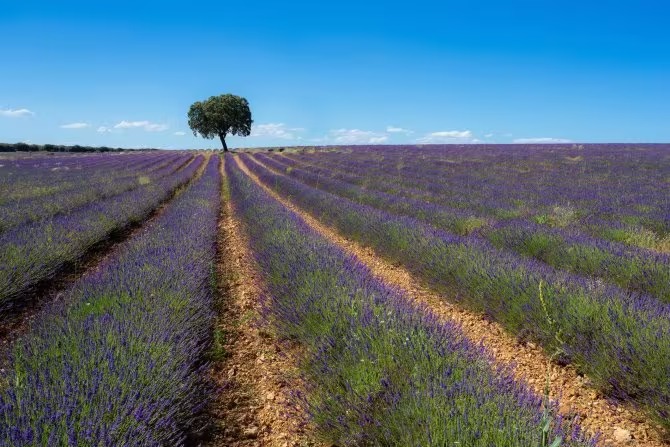 iStock - Getty Images