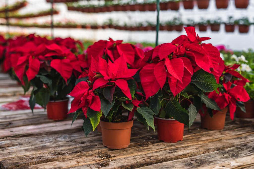 Cómo acabar con las plagas que atacan tu flor de Pascua en Navidad - Fuente: iStock