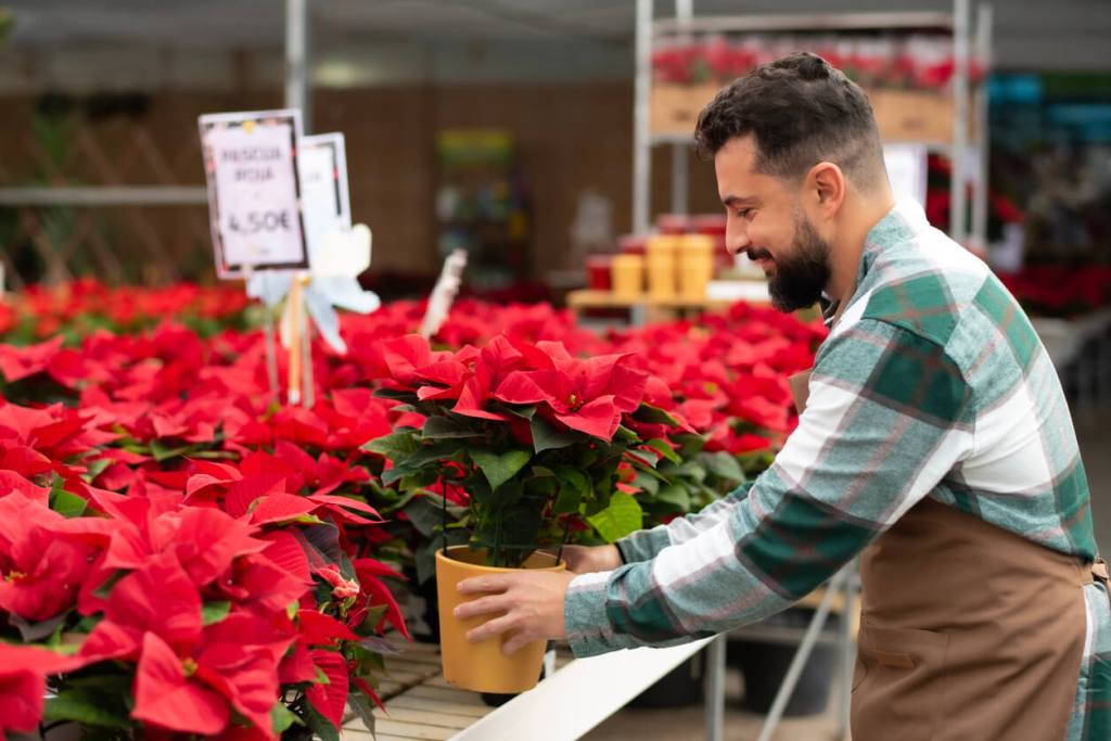 Cómo acabar con las plagas que atacan tu flor de Pascua en Navidad - Fuente: iStock