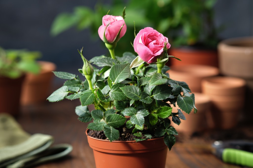 poda-enero-rosal-rosa