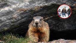 Día de la Marmota: te sorprenderá esta curiosa tradición estadounidense que predice el fin del invierno cada 2 de febrero