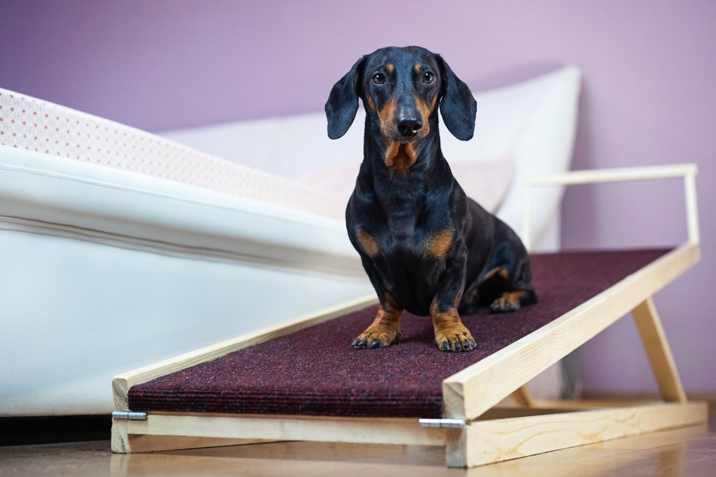 mascotas-senior-adaptar-vivienda