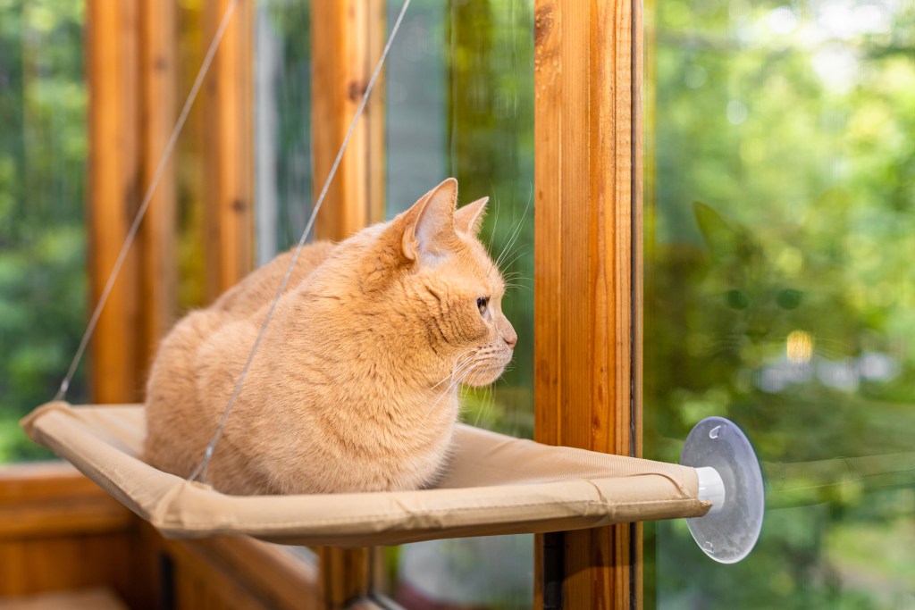 mascotas-senior-adaptar-vivienda