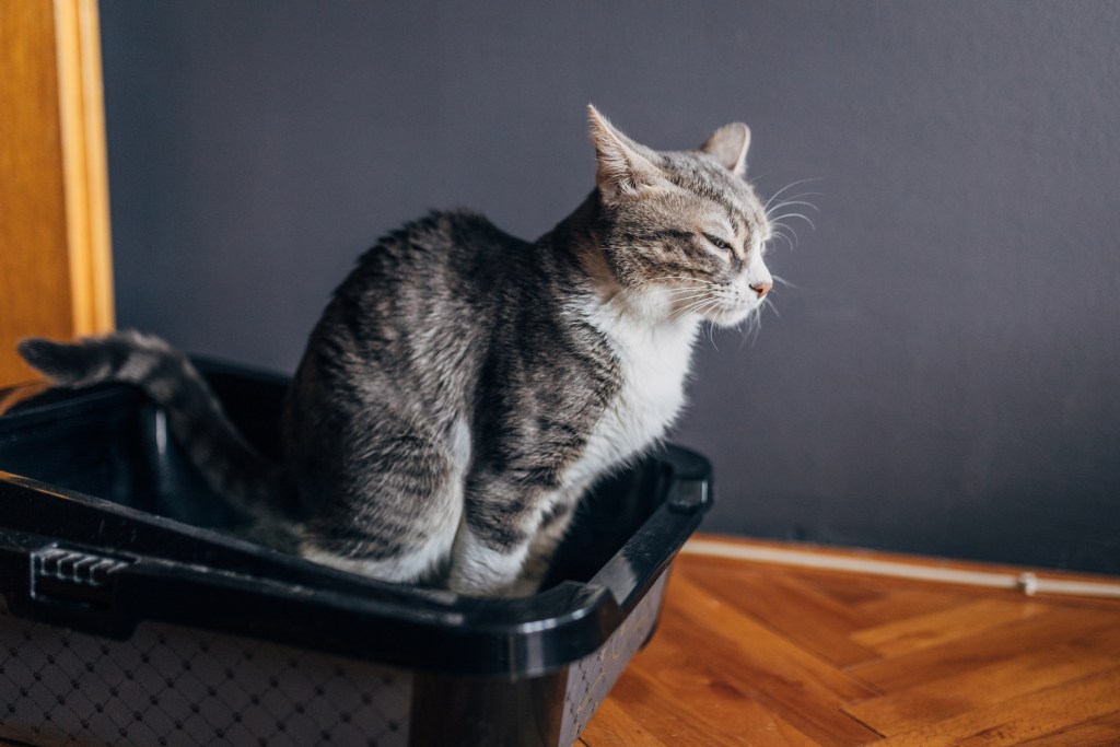 mascotas-senior-adaptar-vivienda