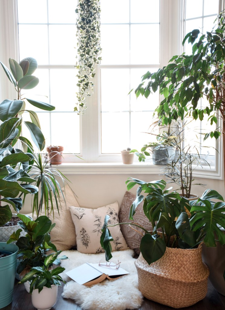 Plantas colgantes en la ventana - Imagen: iStock