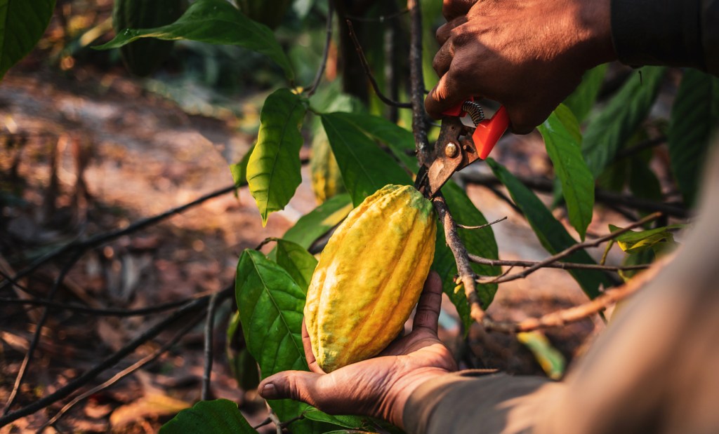 cacao-aranceles-chocolate