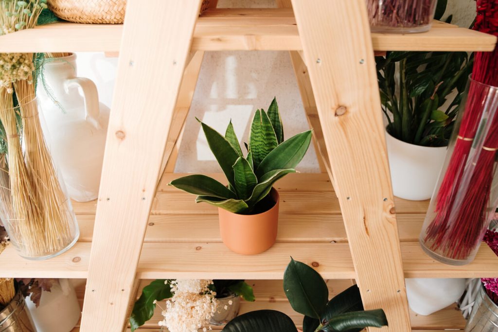 Las plantas con propiedades energéticas y espirituales que puedes usar para decorar tu casa