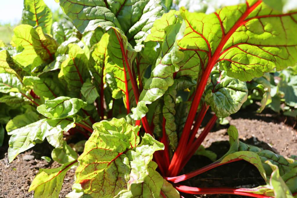Cocina silvestre para principiantes: recetas sencillas con plantas comestibles - Fuente: iStock