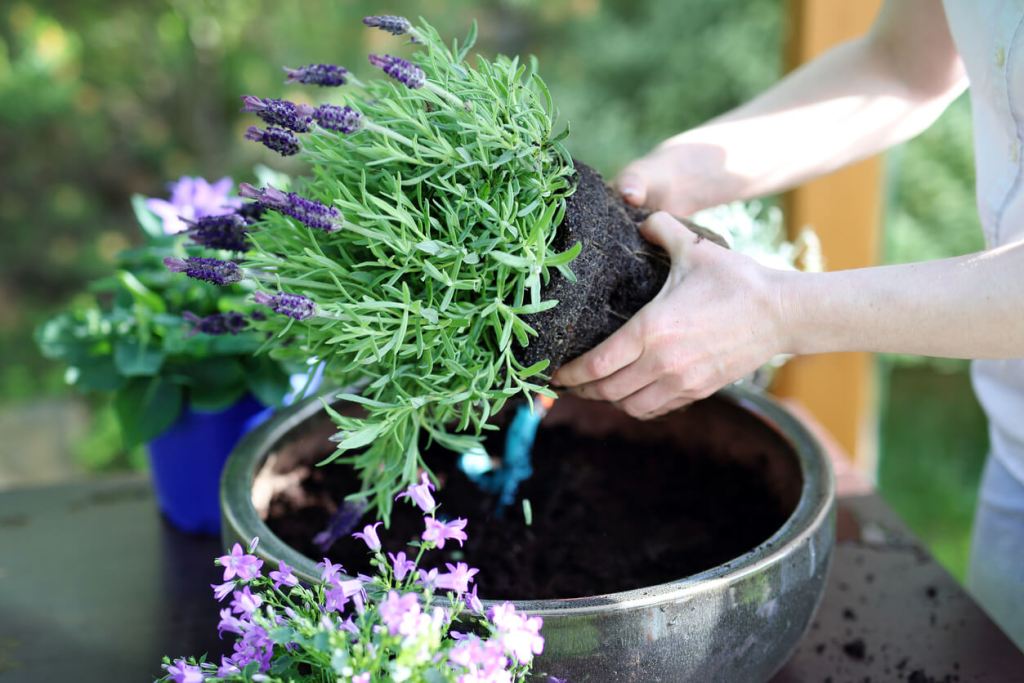 Las plantas con propiedades energéticas y espirituales que puedes usar para decorar tu casa