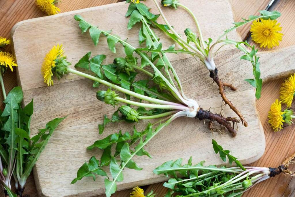 Cocina silvestre para principiantes: recetas sencillas con plantas comestibles