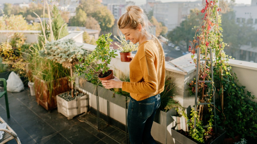 plantas