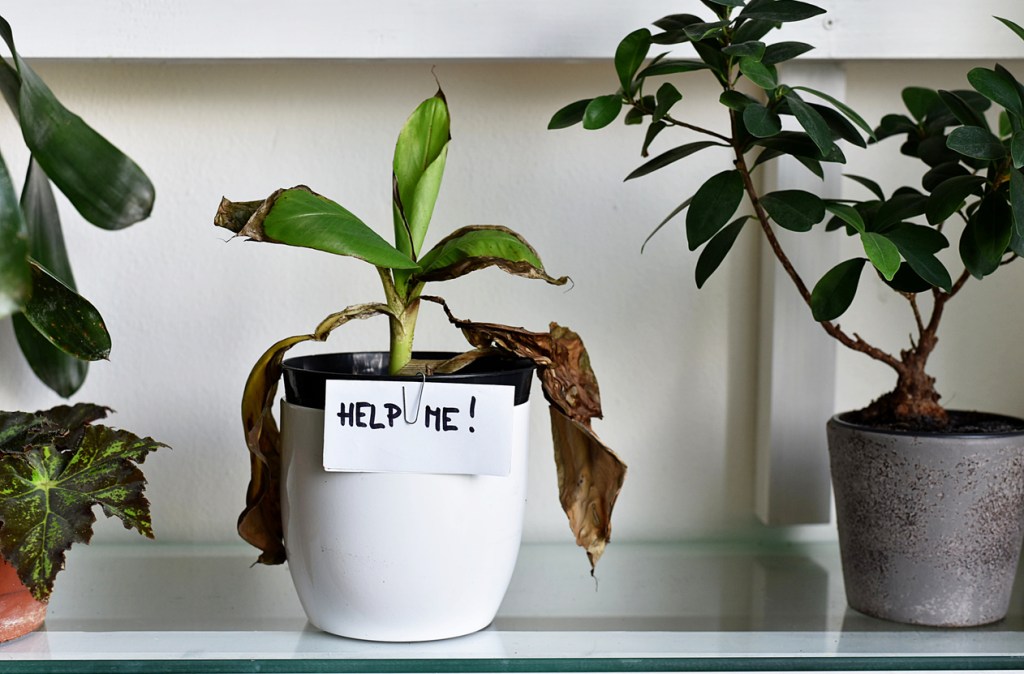 Orden en el recibidor: retirar plantas marchitas - Imagen: iStock