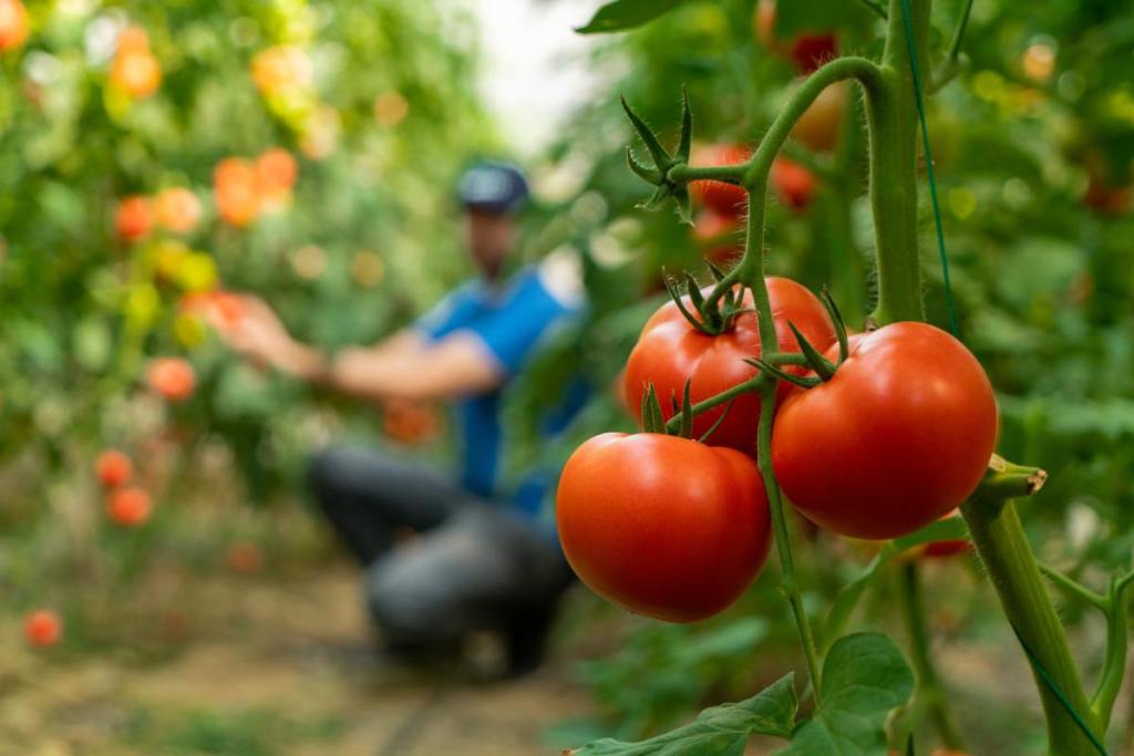 tomate-dieta-reina-letizia