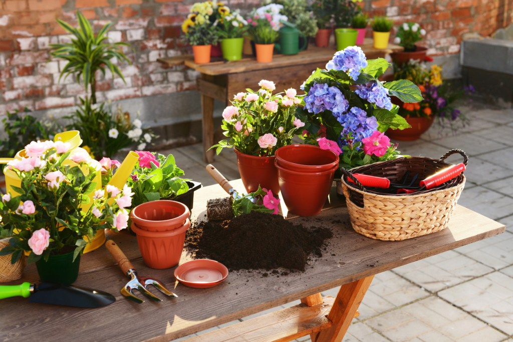 plantas