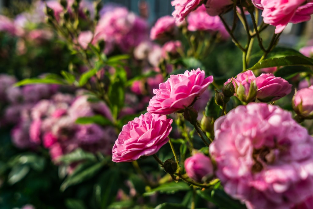 perfume-rosa-de-grasse-unisex