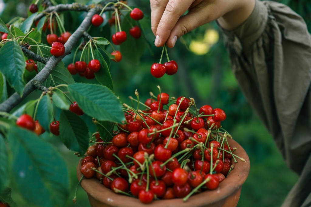 cerezas-conciliar-sueño-experto-mejora