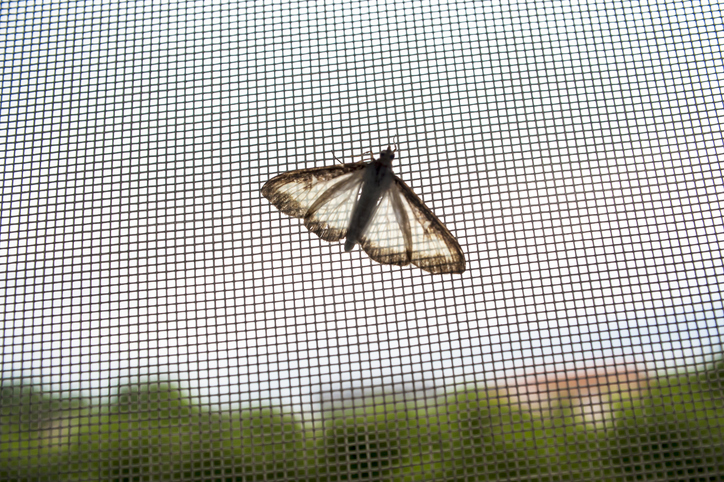 Mosquiteras