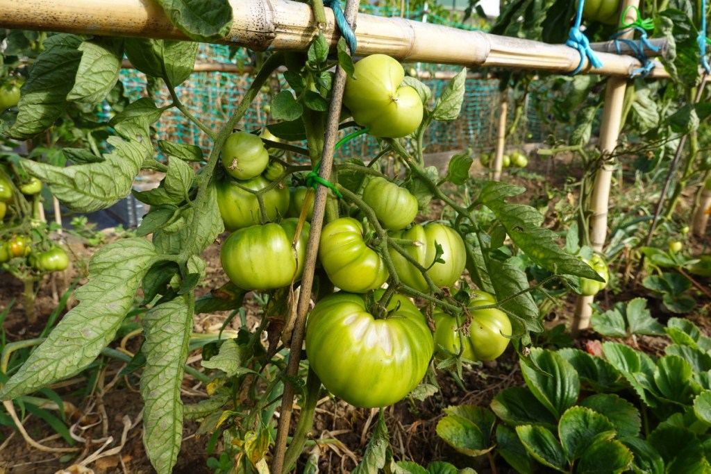 tomate-huerta-cuando-cosechar-en-verano-experto