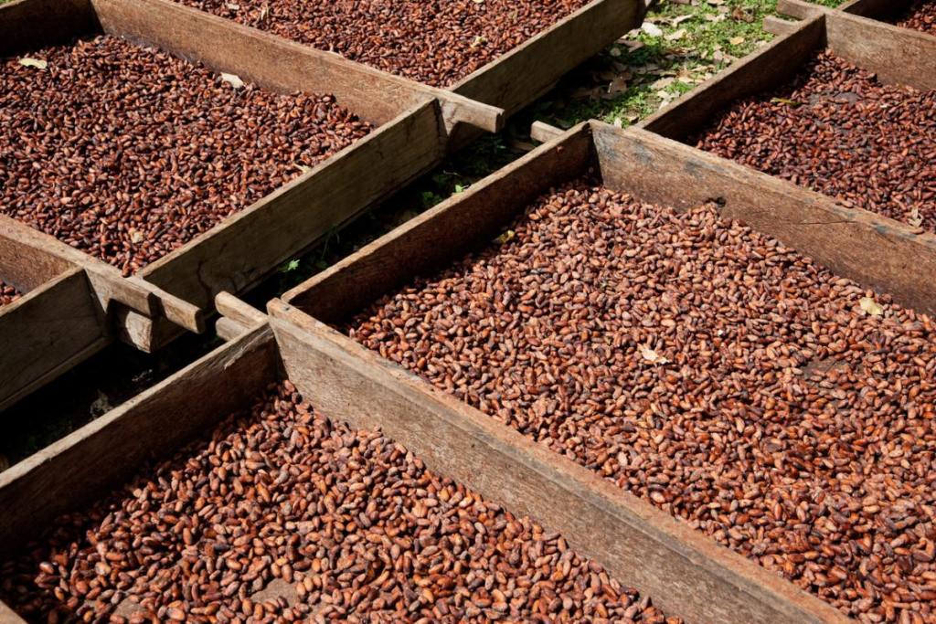 cacao-mejora-sabor-cultivos-nuevo-estudio