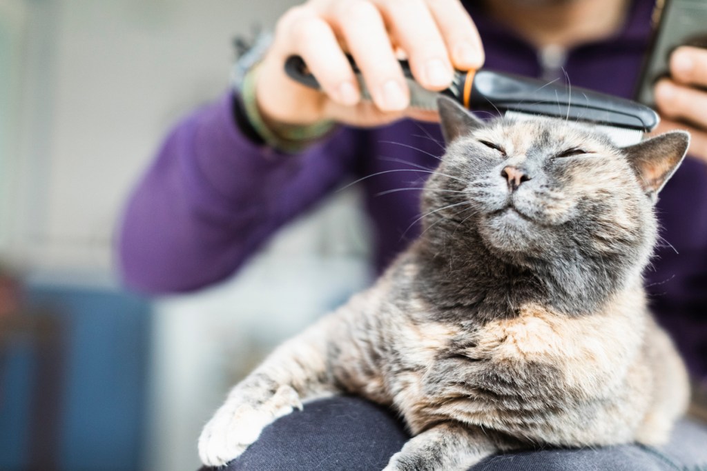 gatos-habitos-reducir-alergia-en-casa-