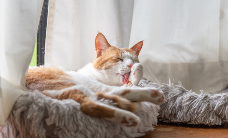 gatos-habitos-reducir-alergia-en-casa-