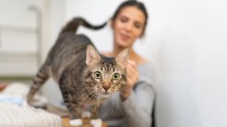 gatos-habitos-reducir-alergia-en-casa-