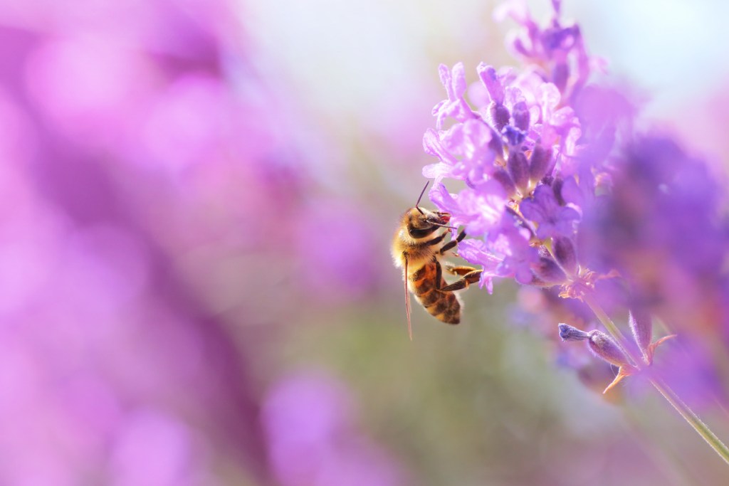 colonia-farmacia-miel-lavanda-bee-my-honey-apivita