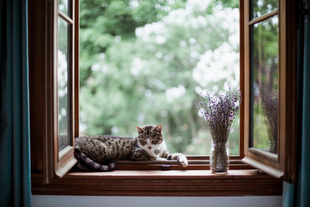 gatos-habitos-reducir-alergia-en-casa-